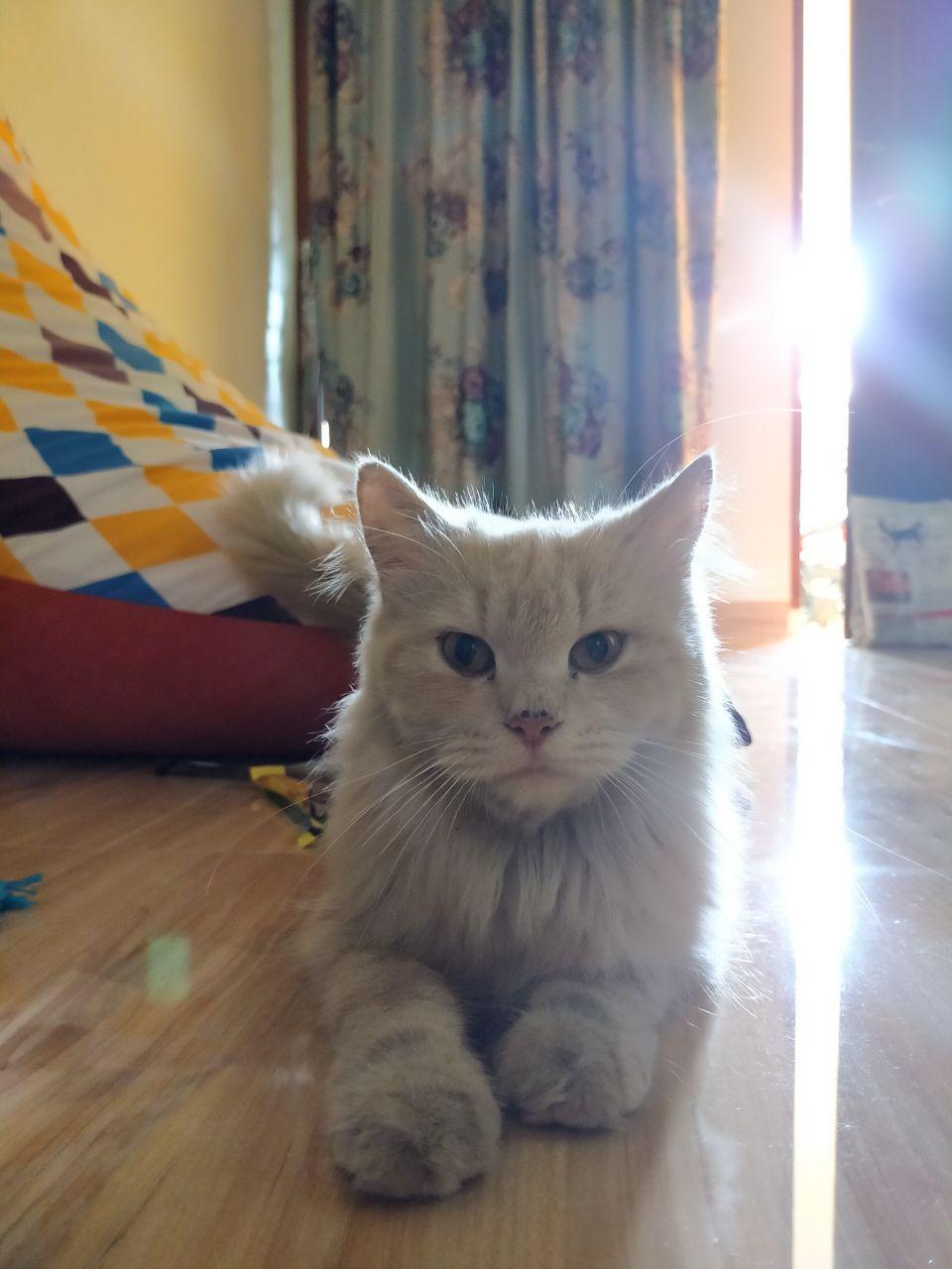 Kucing Moeza